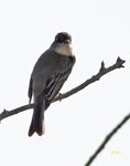 Eastern Wood Pewee